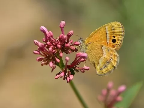 İran Zıpzıp Perisi