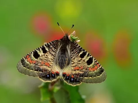 Yalancı Apollo