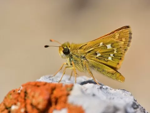 Gümüş Benekli Zıpzıp