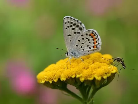 Himalaya Mavisi