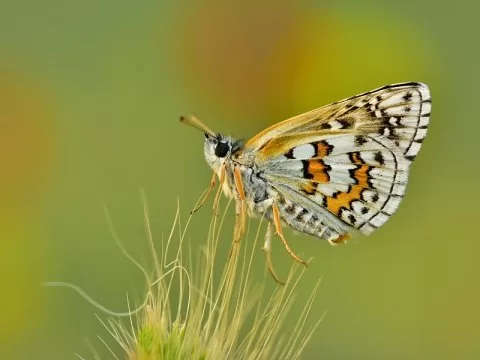 Sarıbandlı Zıpzıp