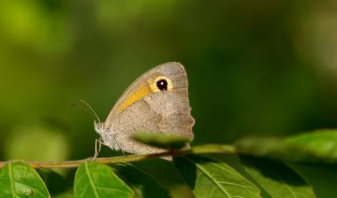 Çayır Esmeri