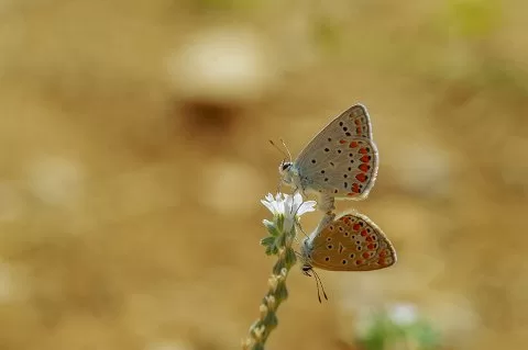 Çokgözlü Mavi