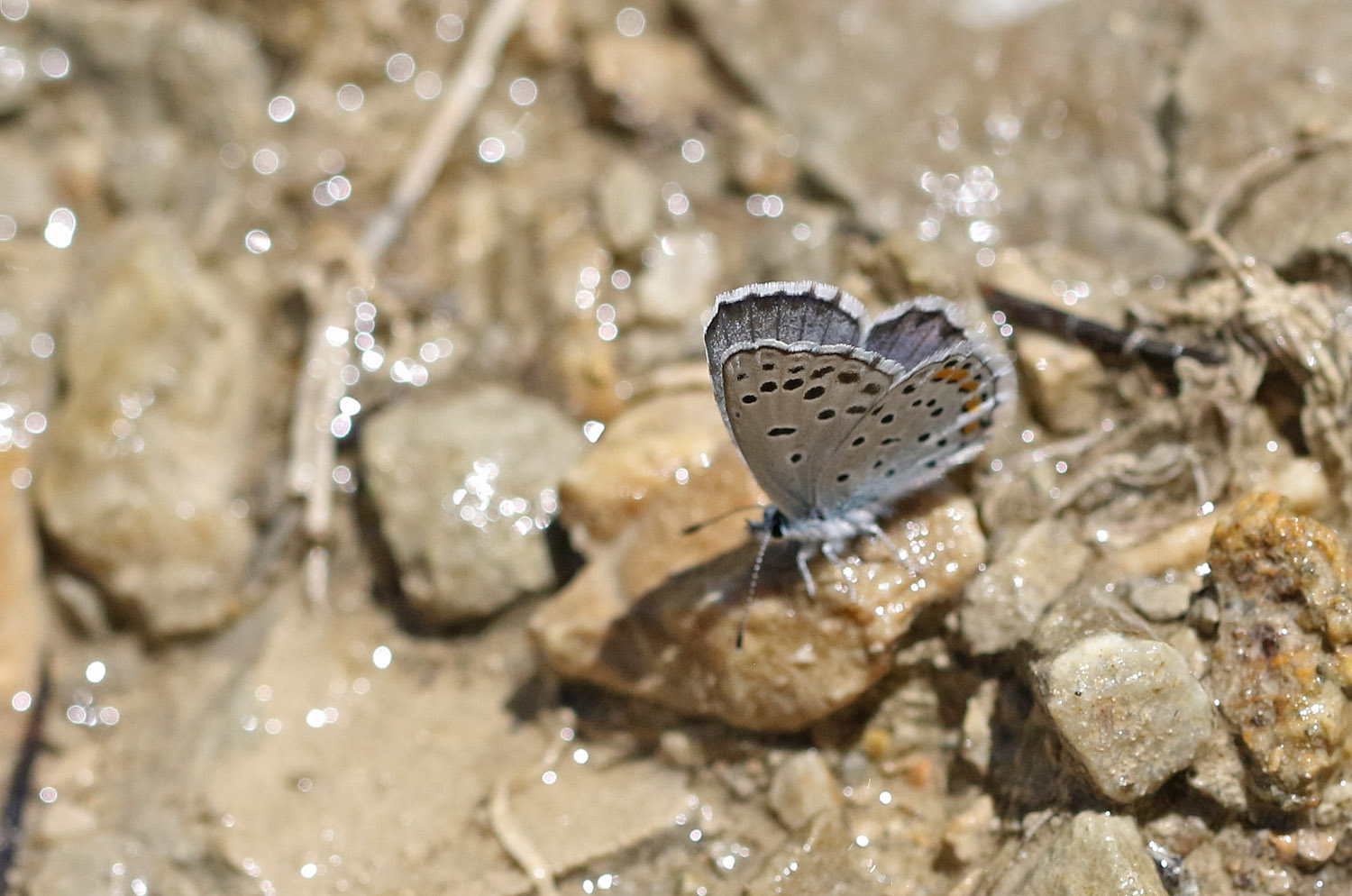 Himalaya Mavisi — Ana fotoğraf