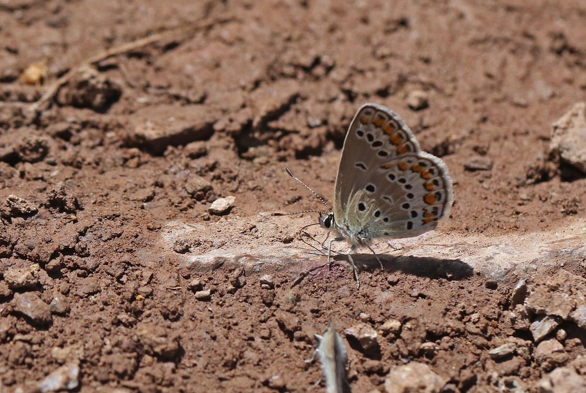 Arazi fotoğrafı