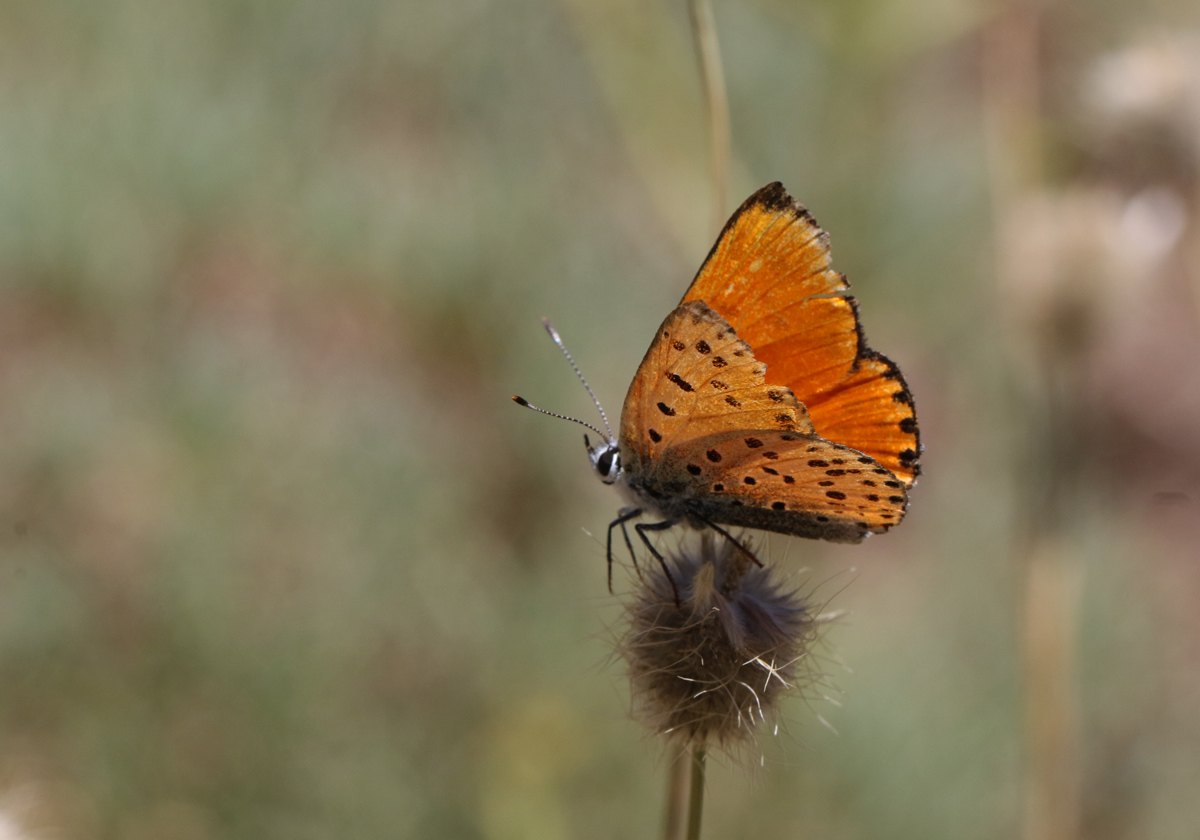 Arazi fotoğrafı