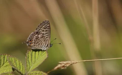 Mavizebra