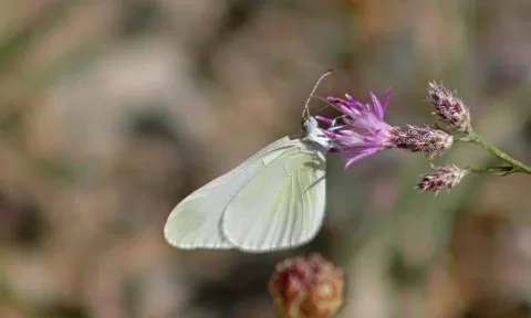 Doğulu Narin Orman Beyazı