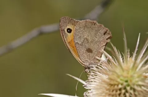Çayır Esmeri
