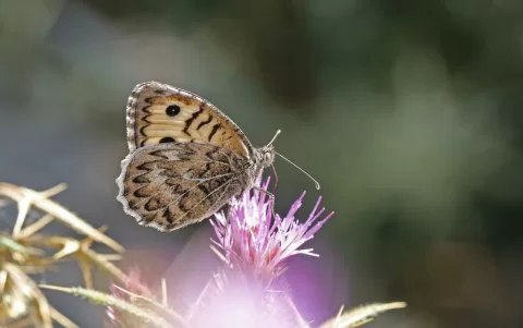 Geyer'inYalancıcadısı