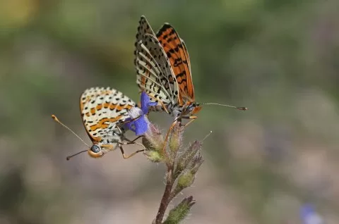 Benekli İparhan