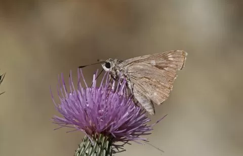 Alsides Zıpzıpı