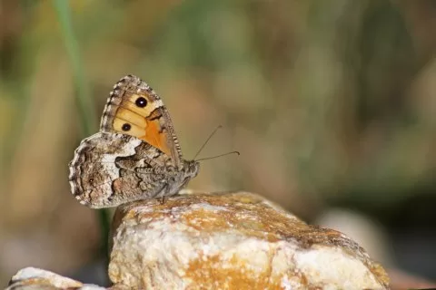Güney Kızılmeleği