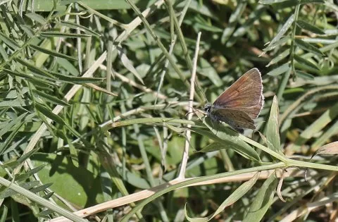 Çokgözlü Geranium Mavisi