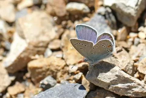 Çokgözlü Güzel Mavi