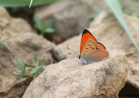 Dağ Ateşi