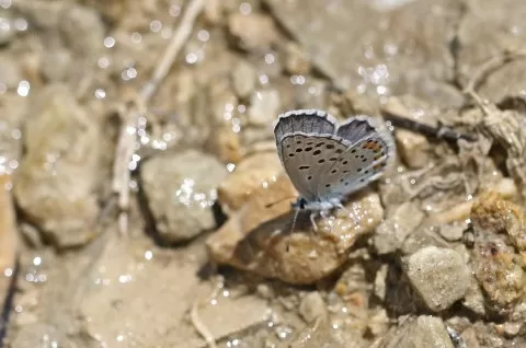 Himalaya Mavisi
