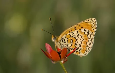 Türkistan İparhanı