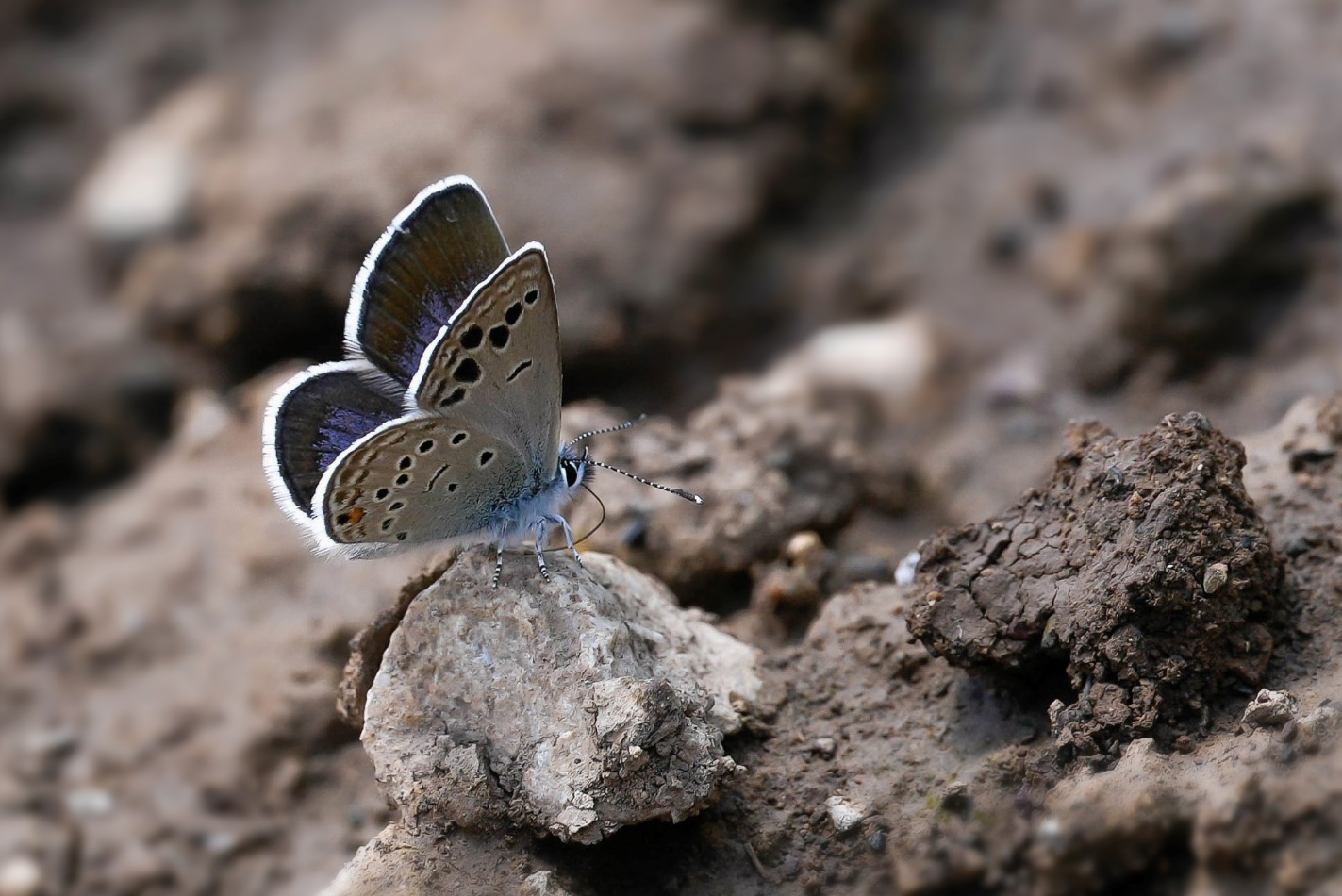 A.Turan Mavisi