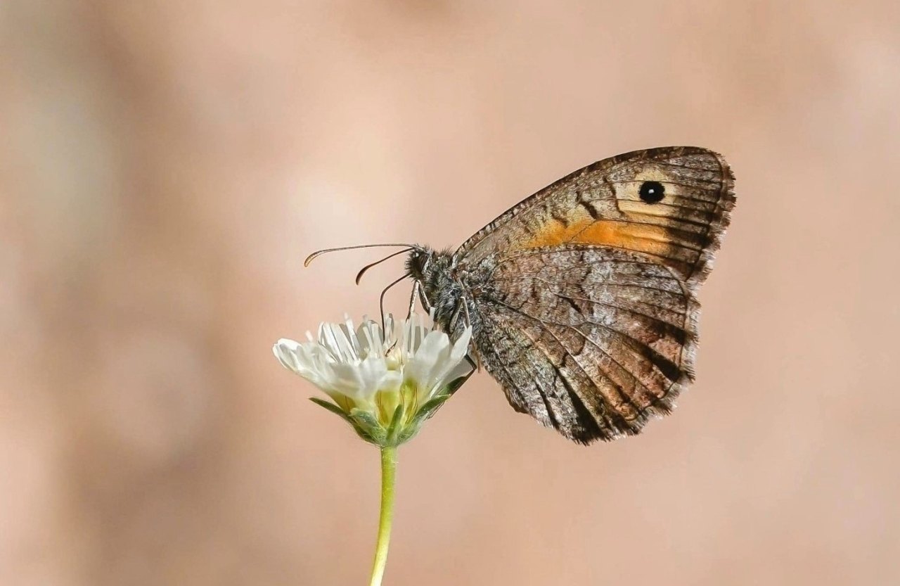 Arazi fotoğrafı