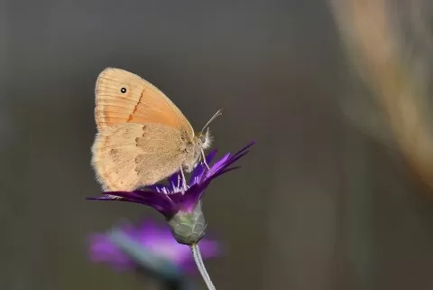 Küçük Zıpzıp Perisi