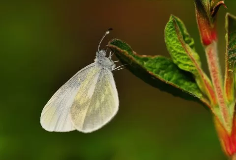 Narin Orman Beyazı