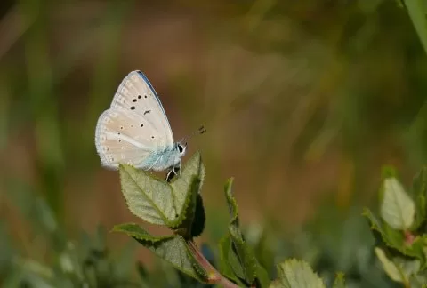 Polyommatus haigi