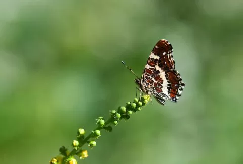Isırgan Kelebeği