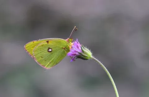Sarı Azamet