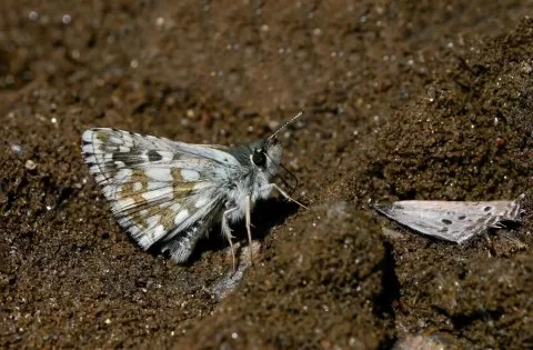 Zeytuni Zıpzıp
