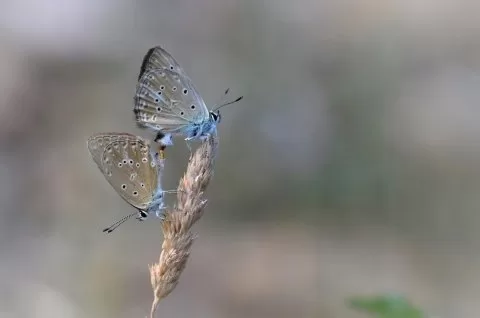 Anormal Çogözlü