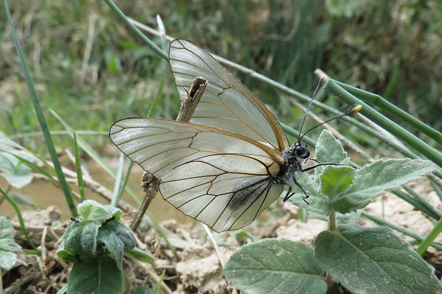 ALIÇ KELEBEĞİ