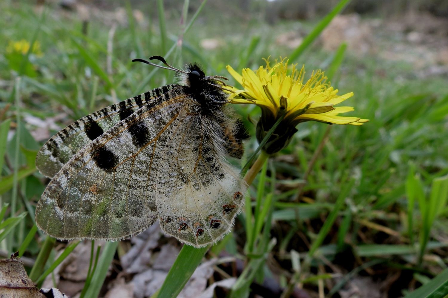 YALANCI APOLLO