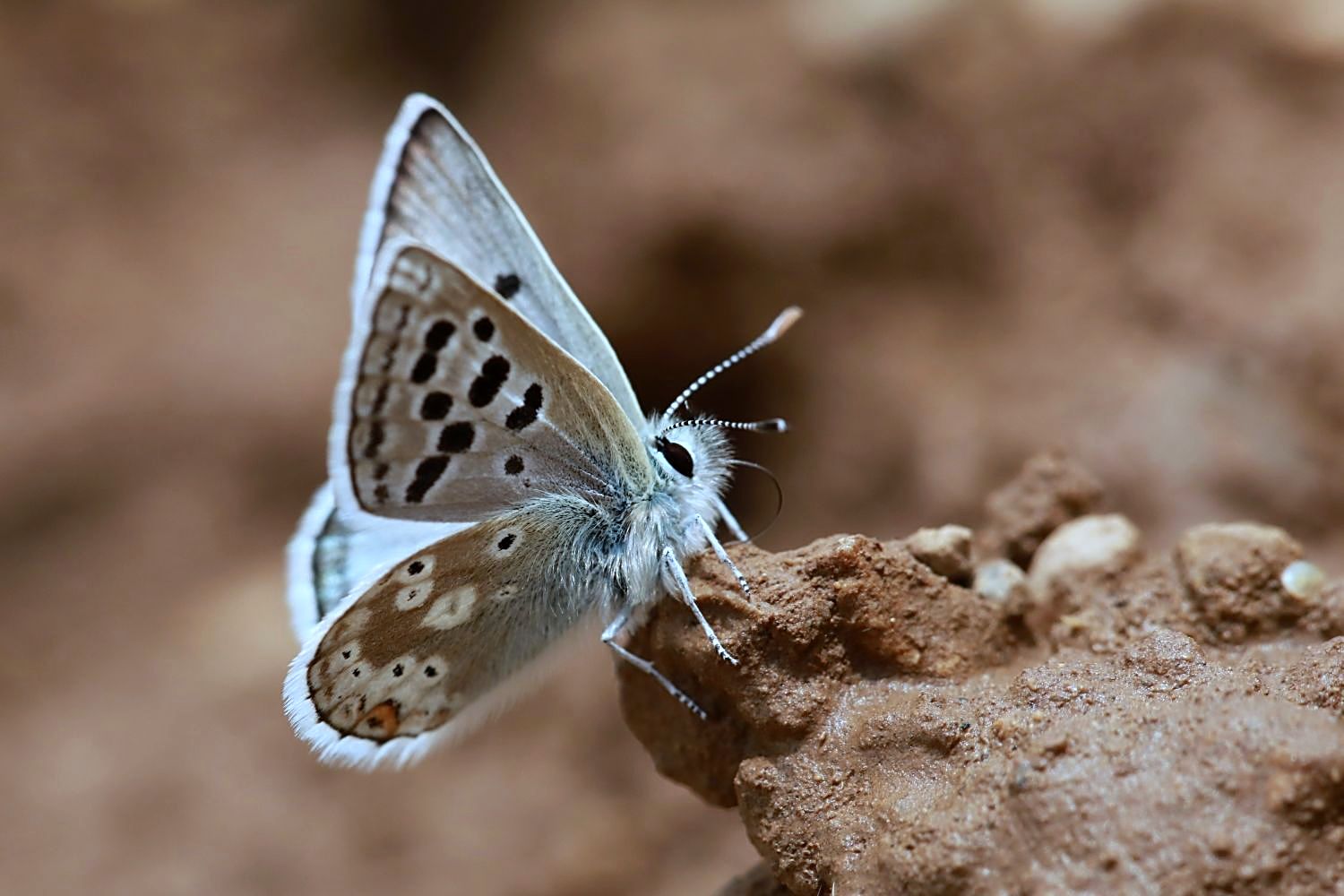 PİRENE ÇOKGÖZLÜSÜ