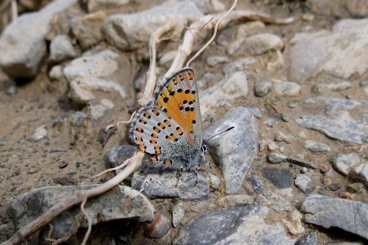 Arazi fotoğrafı