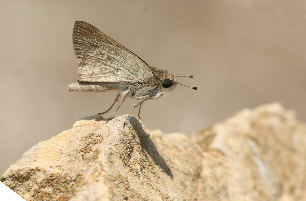 Arazi fotoğrafı
