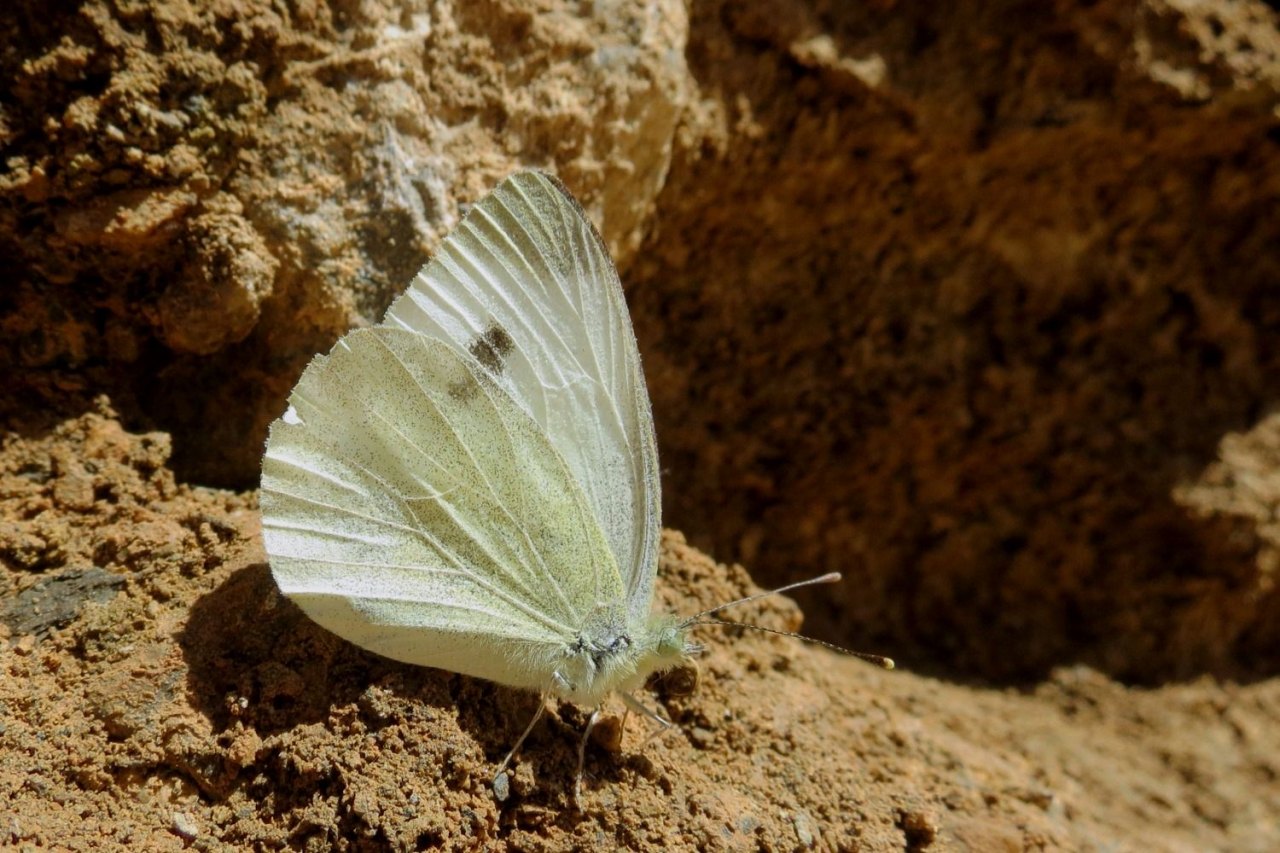 Arazi fotoğrafı