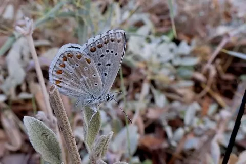 GÖK MAVİ