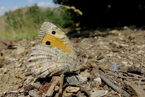 ANADOLU YALANCI CADISI