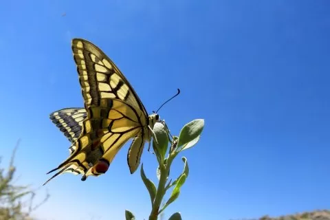 Kırlangıçkuyruk