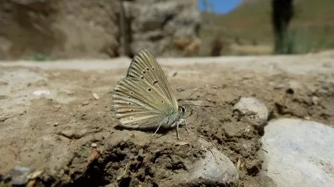 RİPARTıN ANORMAL ÇOKGÖZLÜSÜ