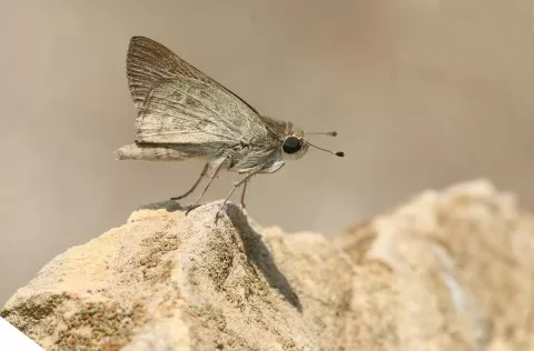Cüce Zıpzıp