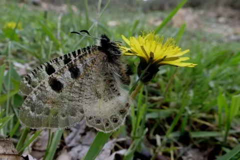 YALANCI APOLLO