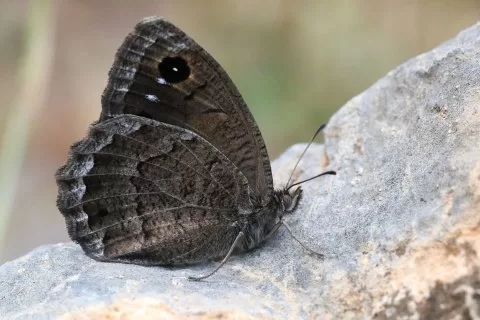 HAŞMETLİ PİRİREİS