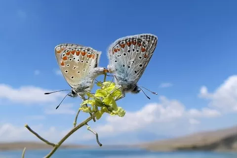 MENEKŞE MAVİSİ