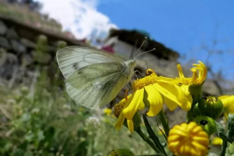 YALANCI BEYAZ MELEK