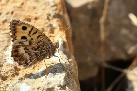 Geyer'inYalancıcadısı