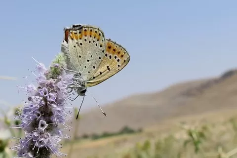 ANADOLU ATEŞİ