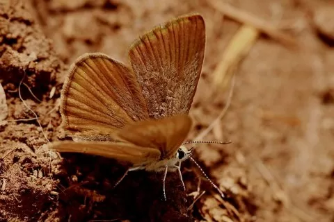 LÜBNAN ESMERİ
