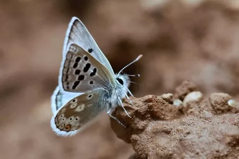 PİRENE ÇOKGÖZLÜSÜ